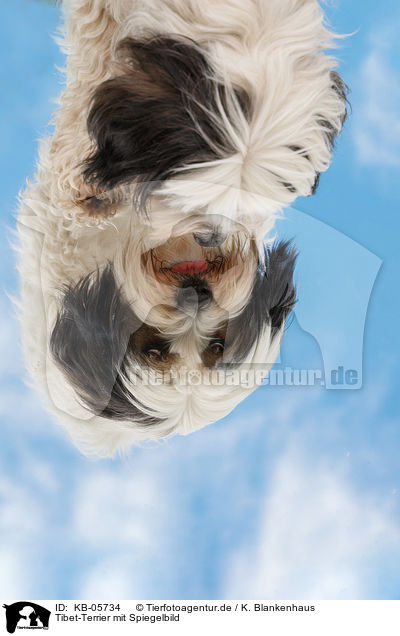 Tibet-Terrier mit Spiegelbild / Tibetan Terrier with reflection / KB-05734