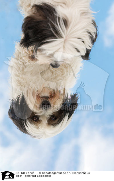 Tibet-Terrier mit Spiegelbild / Tibetan Terrier with reflection / KB-05735