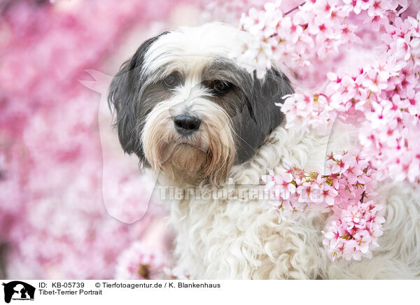 Tibet-Terrier Portrait / Tibetan Terrier Portrait / KB-05739