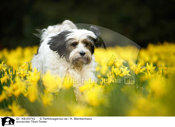rennender Tibet-Terrier / running Tibetan Terrier / KB-05742