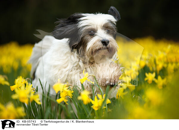 rennender Tibet-Terrier / running Tibetan Terrier / KB-05743