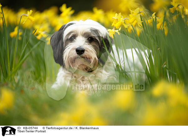 Tibet-Terrier Portrait / Tibetan Terrier Portrait / KB-05744