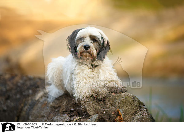 liegender Tibet-Terrier / lying Tibetan Terrier / KB-05803