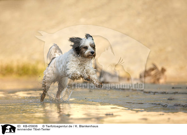 rennender Tibet-Terrier / KB-05806