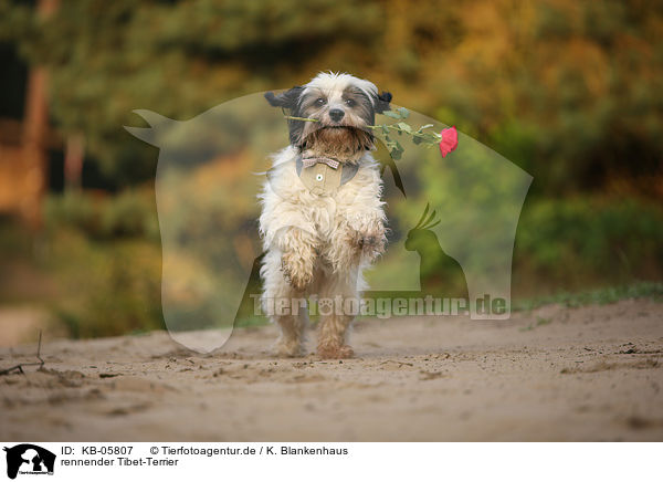rennender Tibet-Terrier / KB-05807