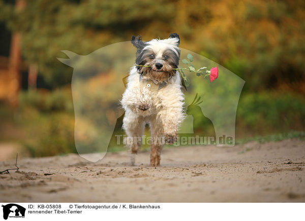 rennender Tibet-Terrier / running Tibetan Terrier / KB-05808