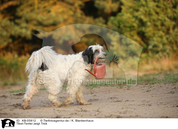 Tibet-Terrier zeigt Trick / KB-05812