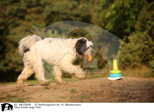Tibet-Terrier zeigt Trick / Tibetan Terrier shows trick / KB-05829