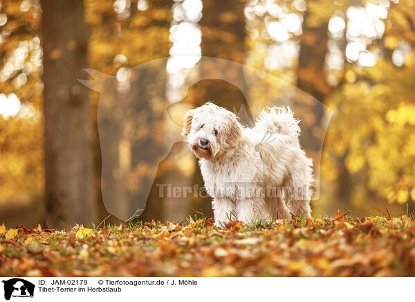 Tibet-Terrier im Herbstlaub / Tibetan Terrier in autumn foliage / JAM-02179
