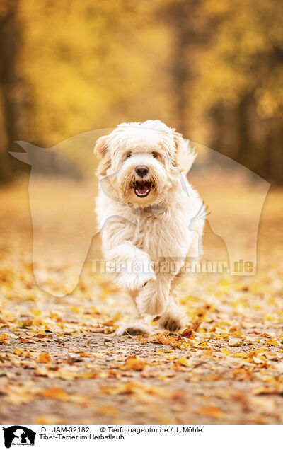 Tibet-Terrier im Herbstlaub / Tibetan Terrier in autumn foliage / JAM-02182