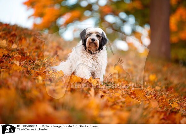 Tibet-Terrier im Herbst / Tibetan Terrier in autumn / KB-06061