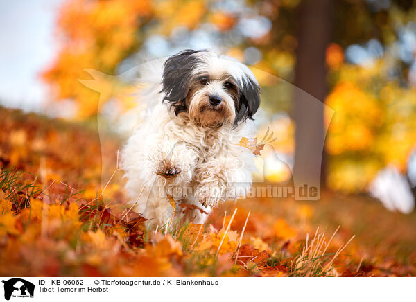 Tibet-Terrier im Herbst / Tibetan Terrier in autumn / KB-06062