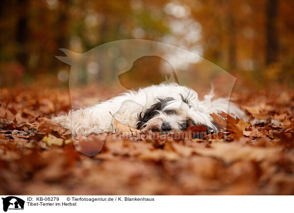 Tibet-Terrier im Herbst / Tibetan Terrier in autumn / KB-06279