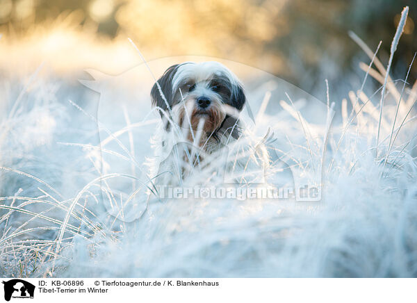 Tibet-Terrier im Winter / KB-06896