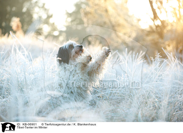 Tibet-Terrier im Winter / KB-06901