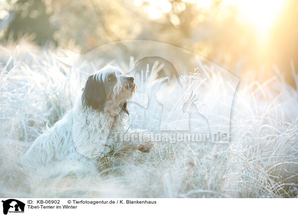 Tibet-Terrier im Winter / Tibetan Terrier in winter / KB-06902