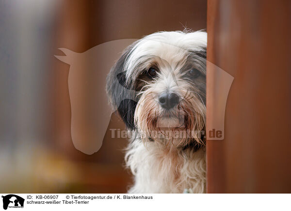 schwarz-weier Tibet-Terrier / KB-06907