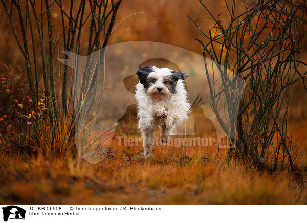 Tibet-Terrier im Herbst / Tibetan Terrier in autumn / KB-06908