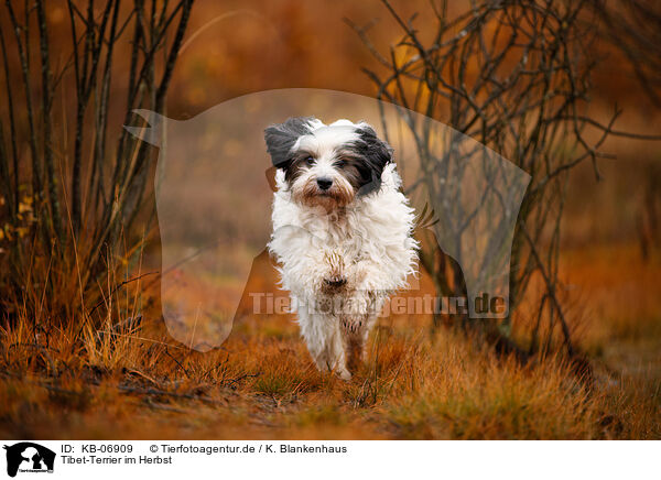 Tibet-Terrier im Herbst / KB-06909