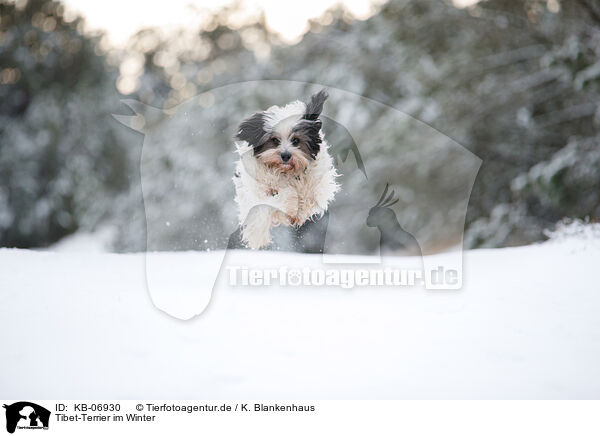 Tibet-Terrier im Winter / KB-06930