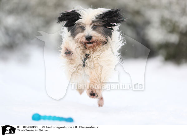 Tibet-Terrier im Winter / Tibetan Terrier in winter / KB-06933