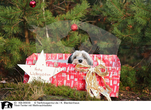 Tibet-Terrier mit Weihnachtsdeko / KB-06939