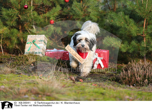 Tibet-Terrier mit Weihnachtsdeko / KB-06941