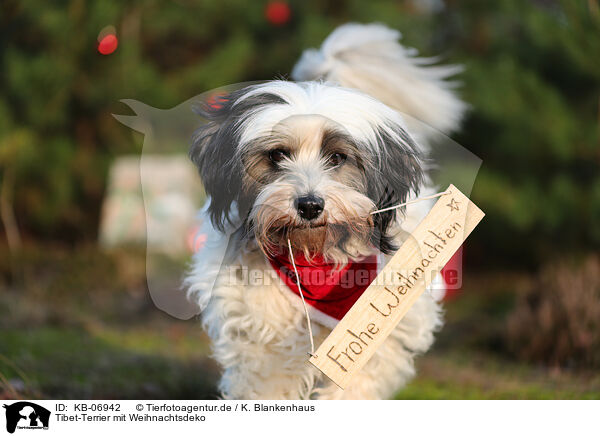 Tibet-Terrier mit Weihnachtsdeko / KB-06942