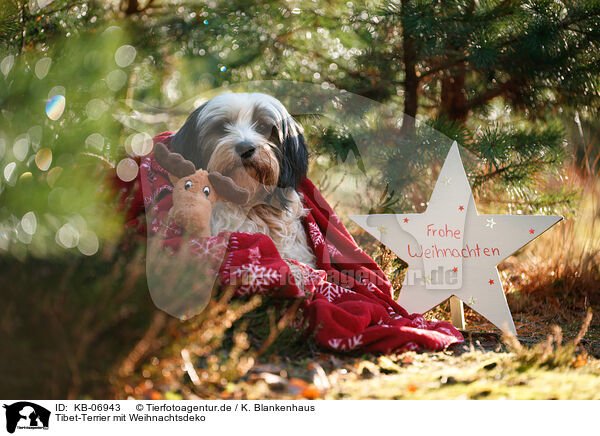 Tibet-Terrier mit Weihnachtsdeko / Tibetan Terrier with christmas decoration / KB-06943