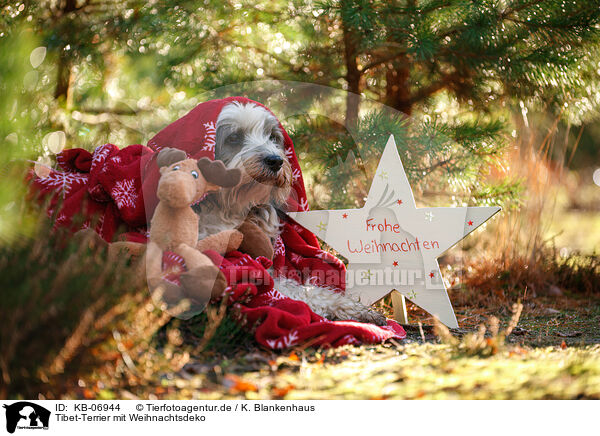 Tibet-Terrier mit Weihnachtsdeko / KB-06944
