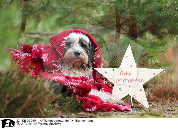 Tibet-Terrier mit Weihnachtsdeko / KB-06945