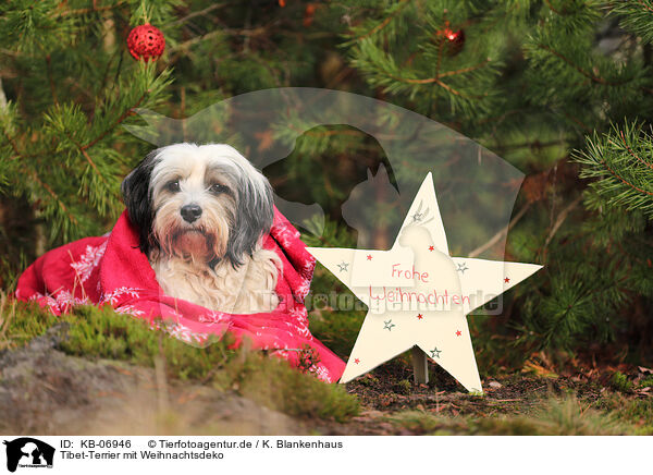 Tibet-Terrier mit Weihnachtsdeko / KB-06946