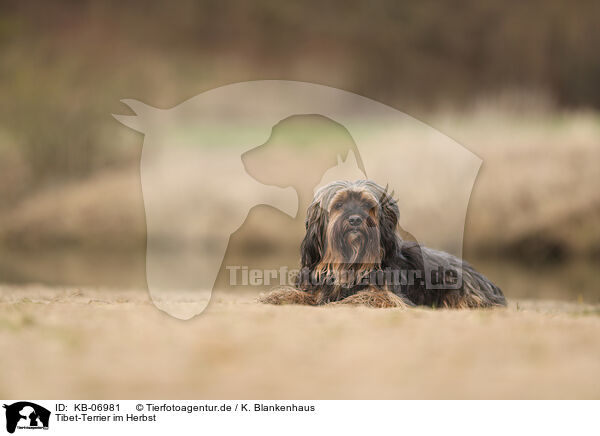Tibet-Terrier im Herbst / KB-06981
