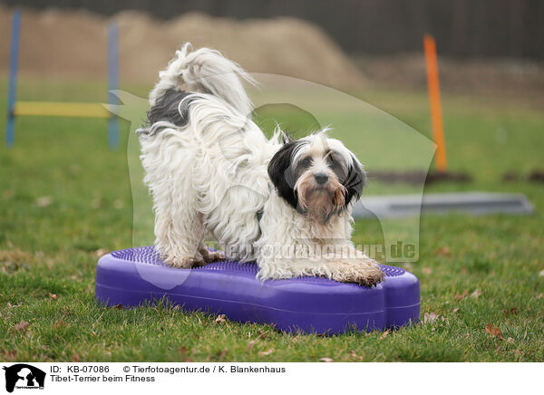 Tibet-Terrier beim Fitness / Tibetan Terrier at fitness / KB-07086
