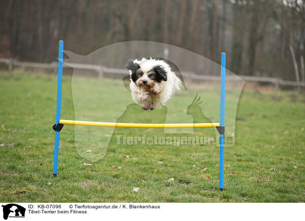 Tibet-Terrier beim Fitness / KB-07096