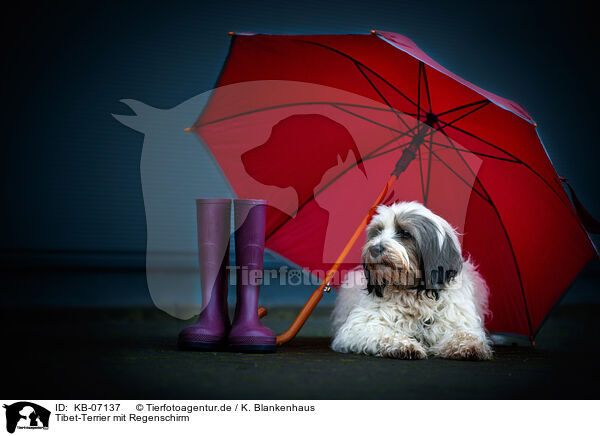 Tibet-Terrier mit Regenschirm / KB-07137