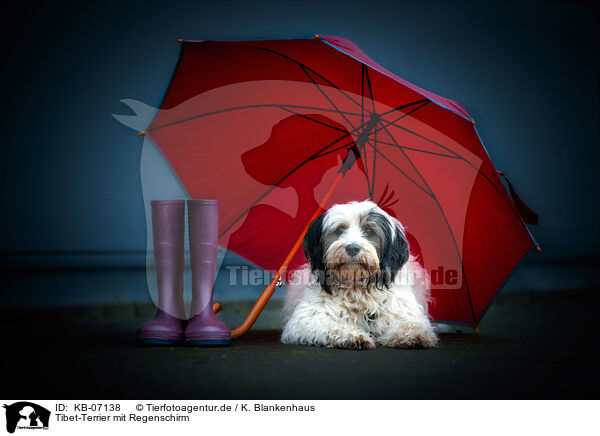 Tibet-Terrier mit Regenschirm / KB-07138