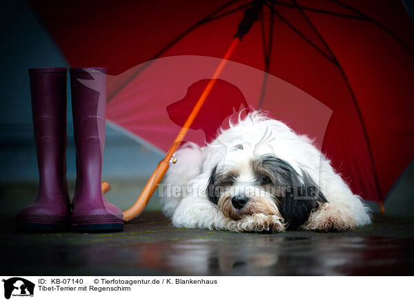 Tibet-Terrier mit Regenschirm / KB-07140