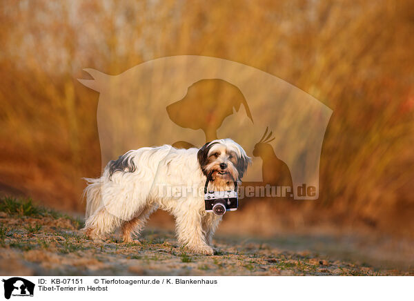 Tibet-Terrier im Herbst / Tibetan Terrier in autumn / KB-07151
