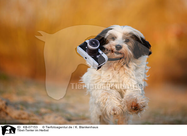Tibet-Terrier im Herbst / Tibetan Terrier in autumn / KB-07153