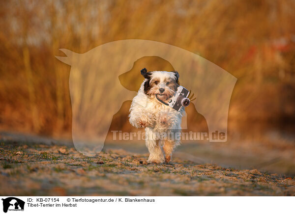 Tibet-Terrier im Herbst / Tibetan Terrier in autumn / KB-07154