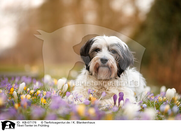Tibet-Terrier im Frhling / Tibetan Terrier in spring / KB-07176