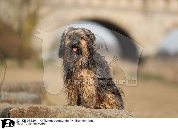 Tibet-Terrier im Herbst / KB-07226