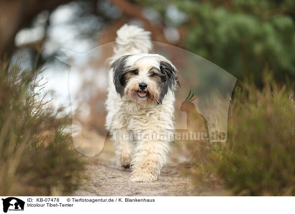 tricolour Tibet-Terrier / tricolour Tibetan Terrier / KB-07478