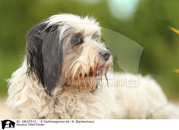tricolour Tibet-Terrier / tricolour Tibetan Terrier / KB-07513