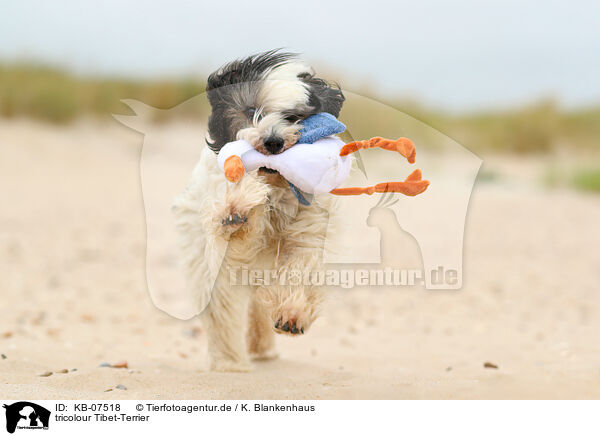 tricolour Tibet-Terrier / KB-07518