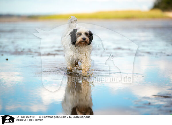 tricolour Tibet-Terrier / tricolour Tibetan Terrier / KB-07549