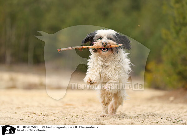 tricolour Tibet-Terrier / tricolour Tibetan Terrier / KB-07563