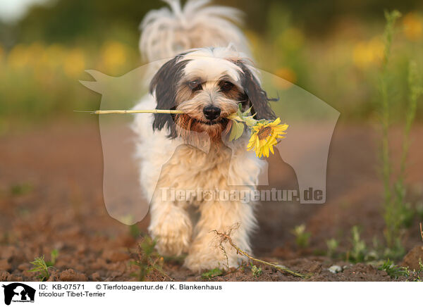 tricolour Tibet-Terrier / tricolour Tibetan Terrier / KB-07571