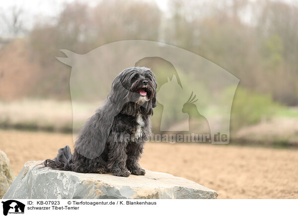 schwarzer Tibet-Terrier / black Tibetan Terrier / KB-07923